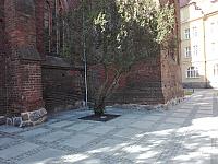 Renowacja, konserwacja i poprawa dostępności do XIV w. gotyckiego Kościoła Parafialnego pw. NNMP w Białogardzie